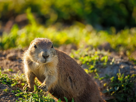 Cuteness Overload of Prairie Dogs