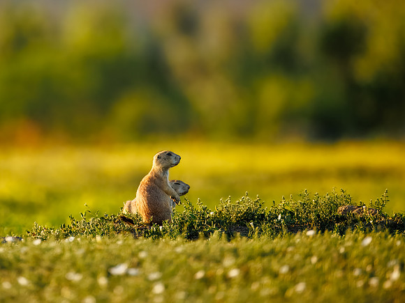 Cuteness Overload of Prairie Dogs