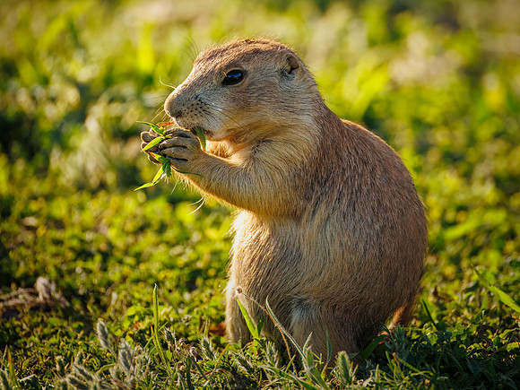 Cuteness Overload of Prairie Dogs