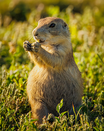 Cuteness Overload of Prairie Dogs