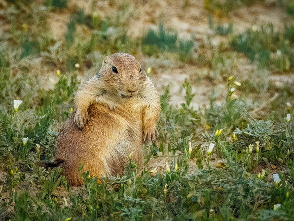 Cuteness Overload of Prairie Dogs