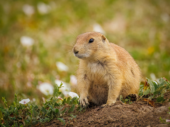 Cuteness Overload of Prairie Dogs