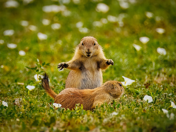 Ornery Prairie Dog
