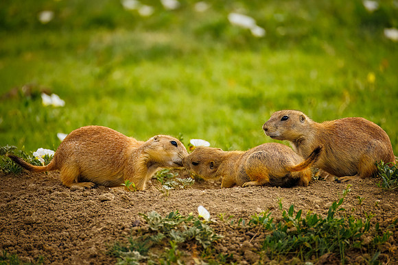 Ornery Prairie Dog