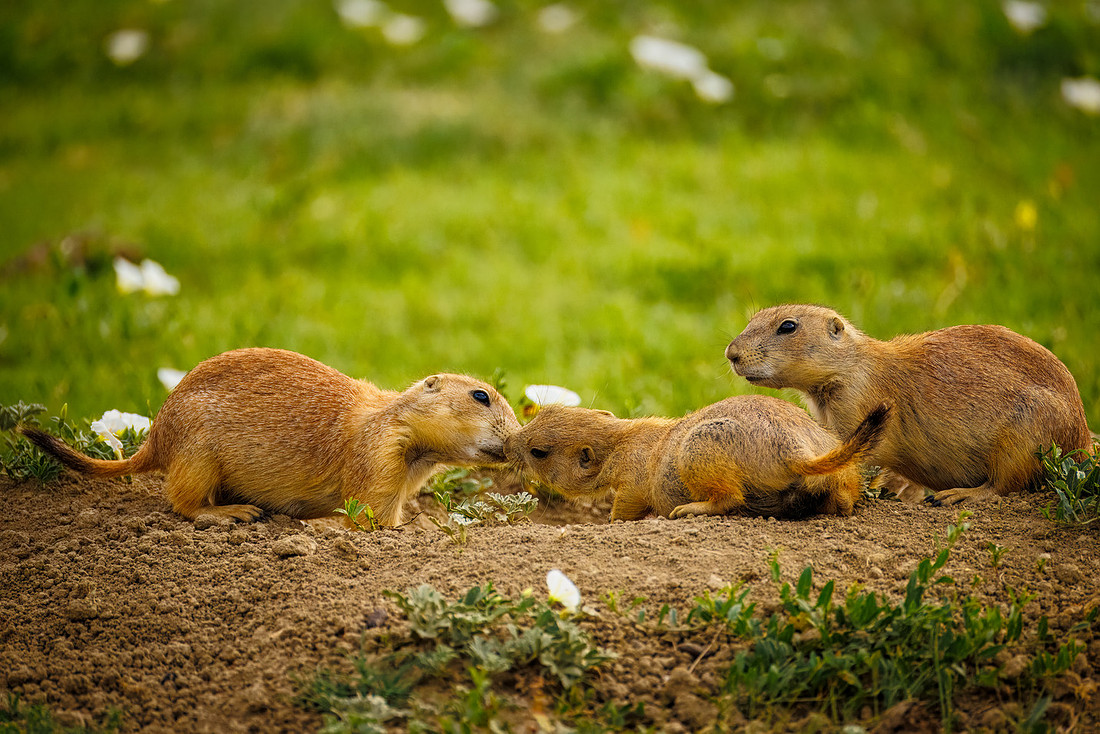 Ornery Prairie Dog