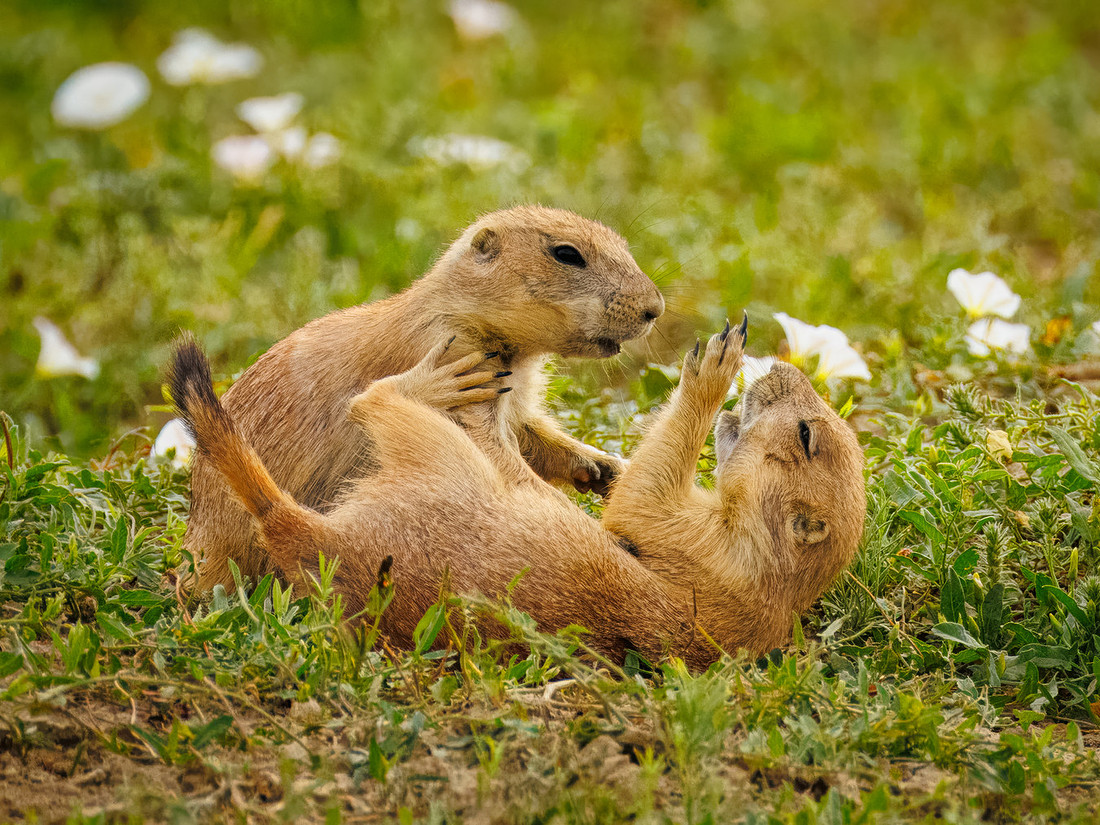 Ornery Prairie Dog