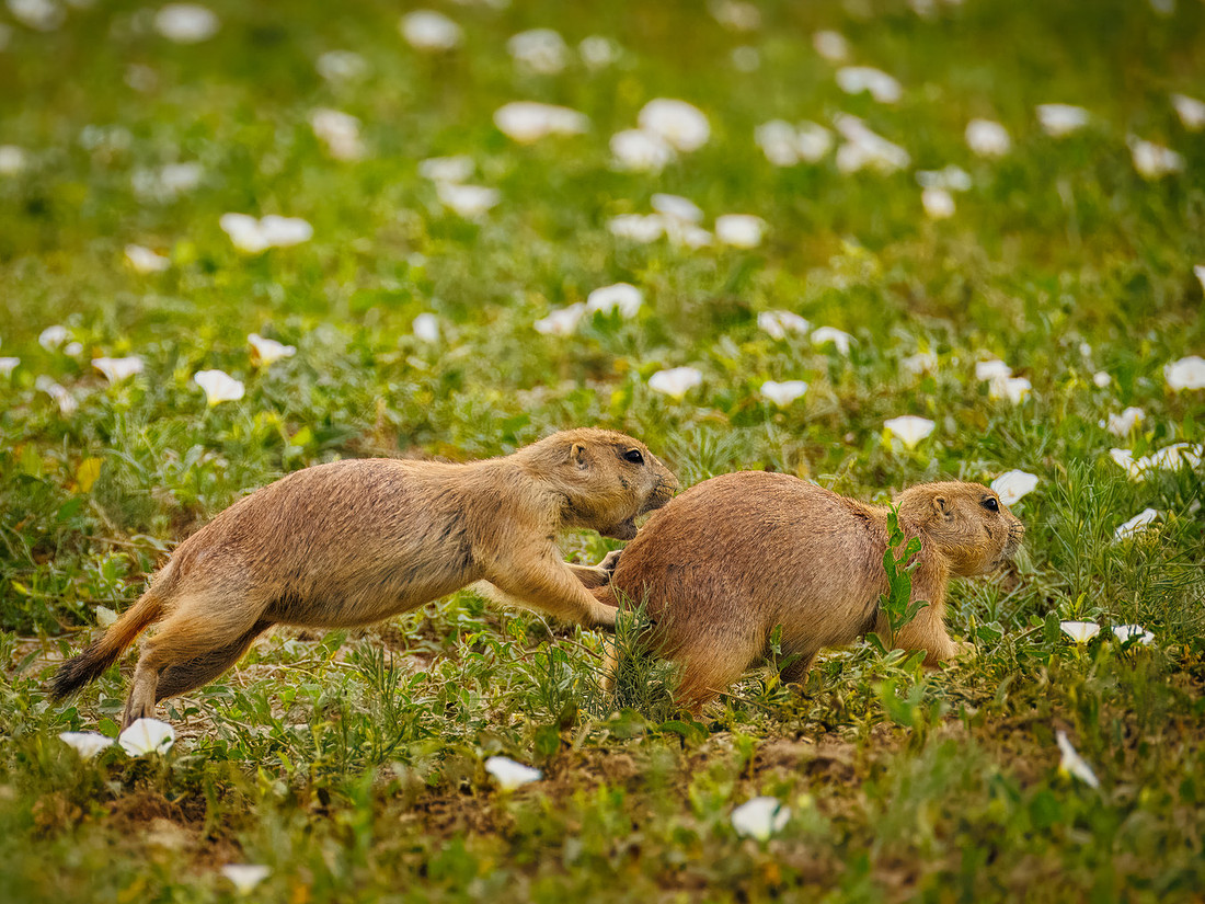 Ornery Prairie Dog