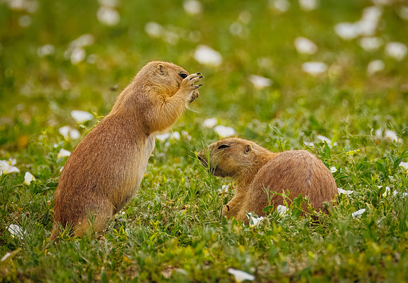 Ornery Prairie Dog