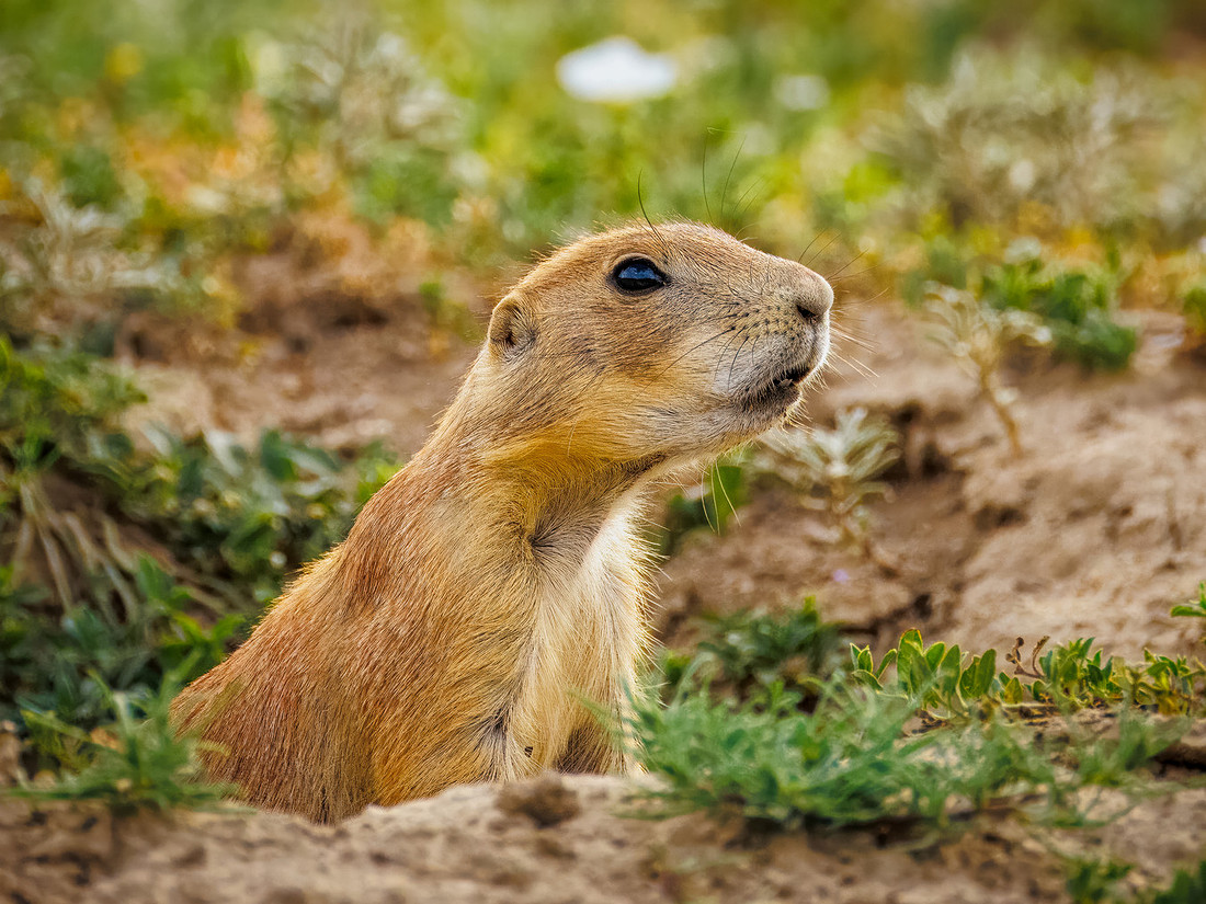 Ornery Prairie Dog