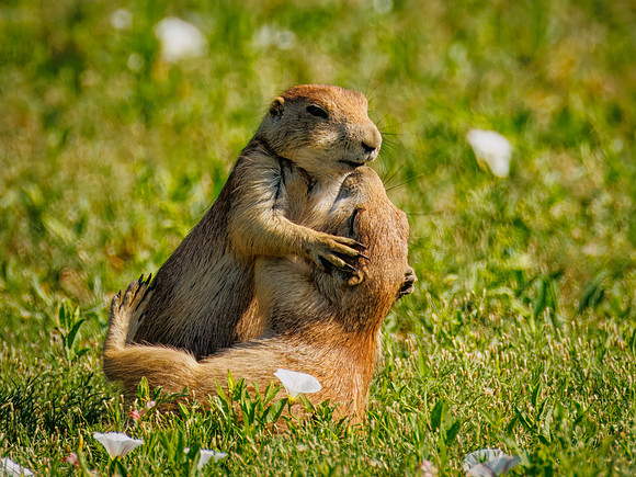 Ornery Prairie Dog