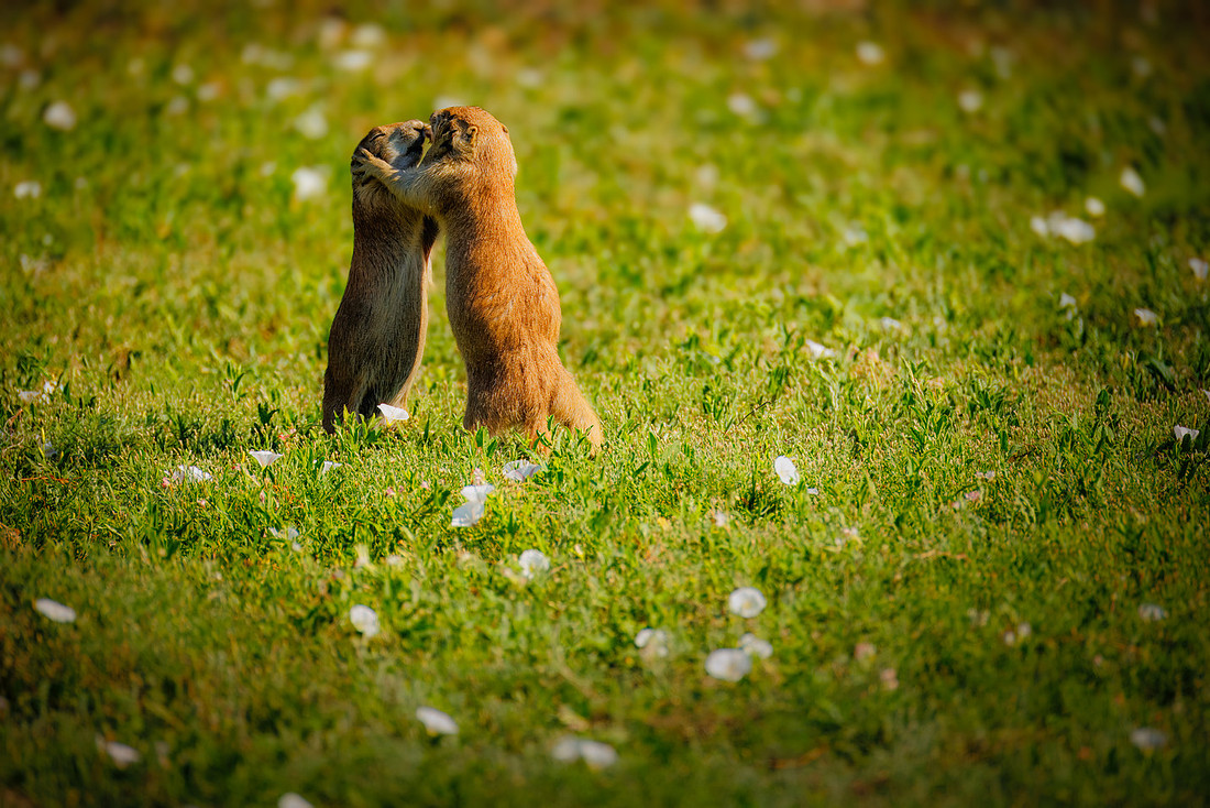 Ornery Prairie Dog