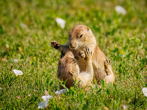 Ornery Prairie Dog