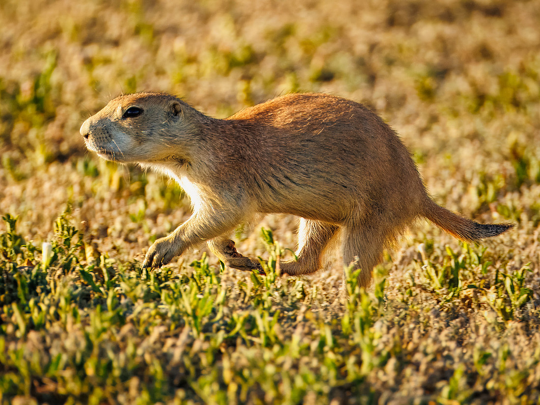 Ornery Prairie Dog