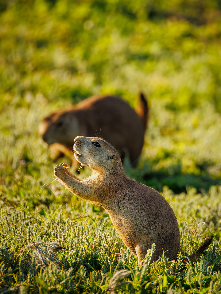 Ornery Prairie Dog