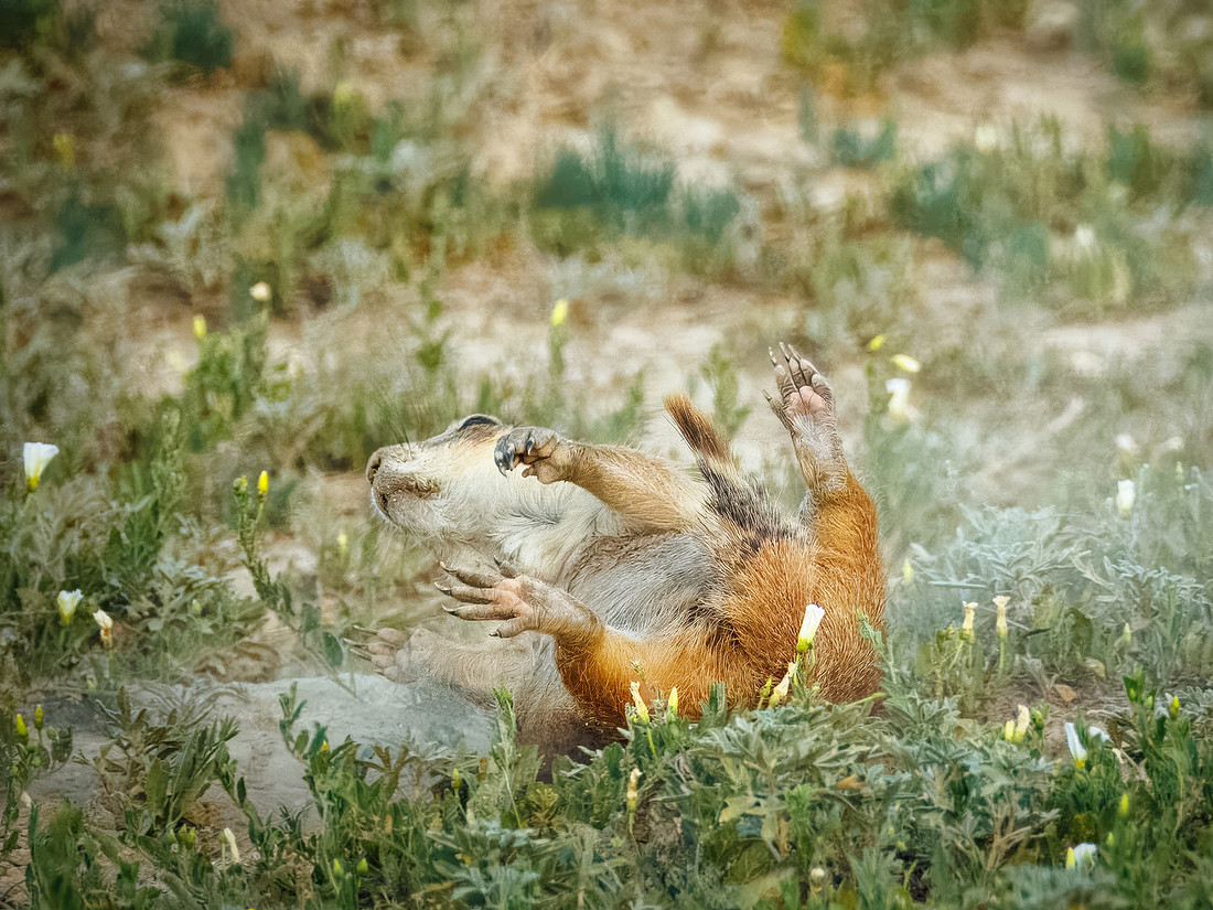 Ornery Prairie Dog