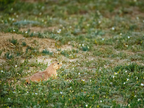 Ornery Prairie Dog
