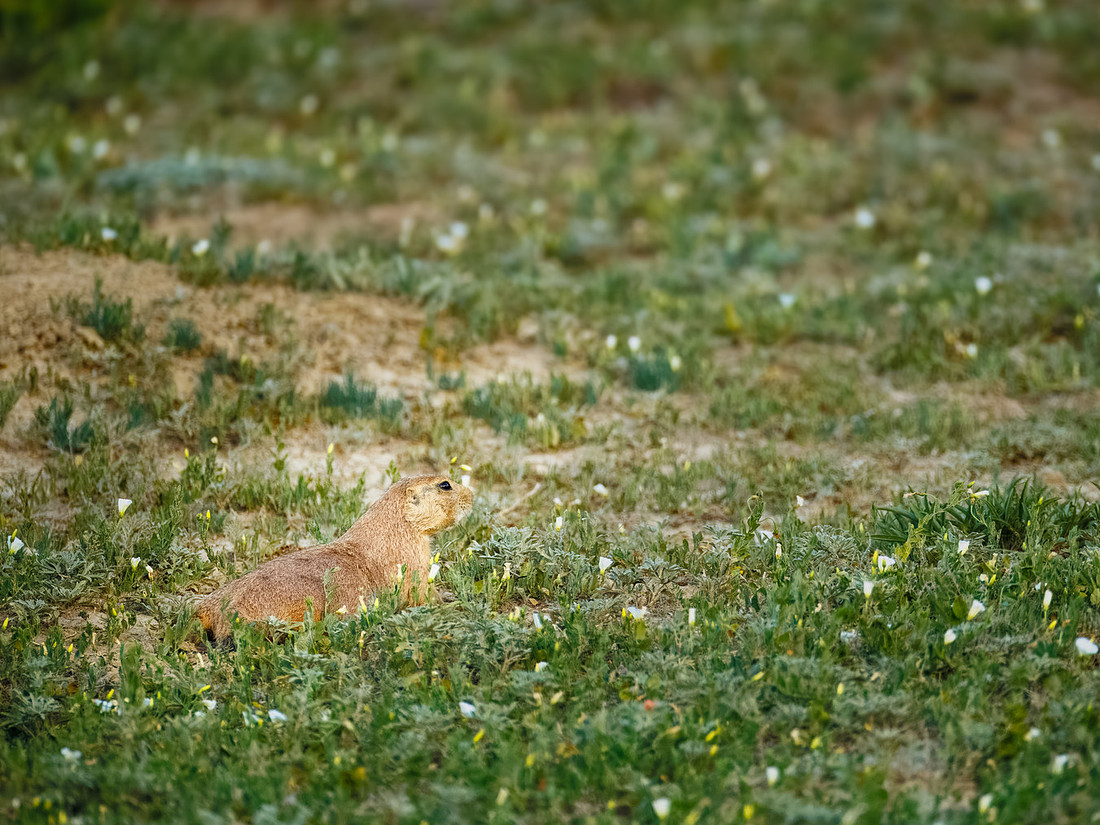 Ornery Prairie Dog