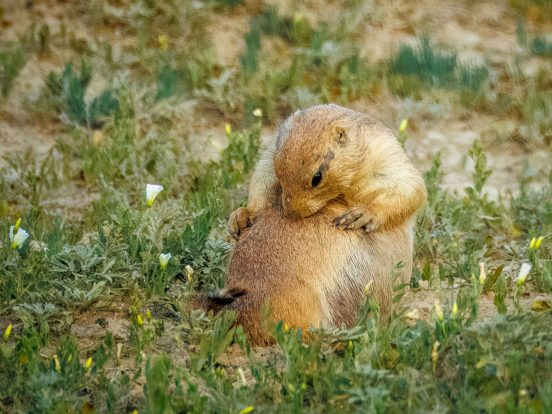 Ornery Prairie Dog