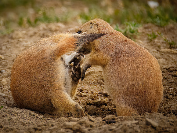 Ornery Prairie Dog