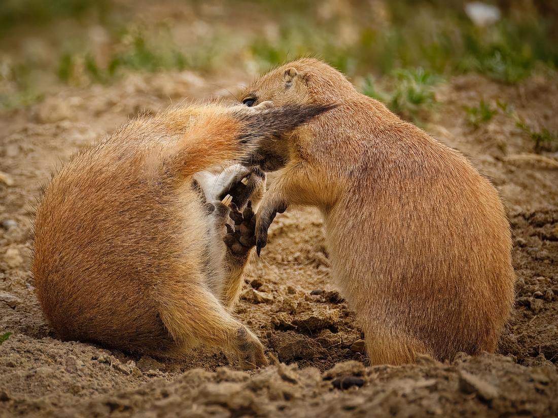 Ornery Prairie Dog