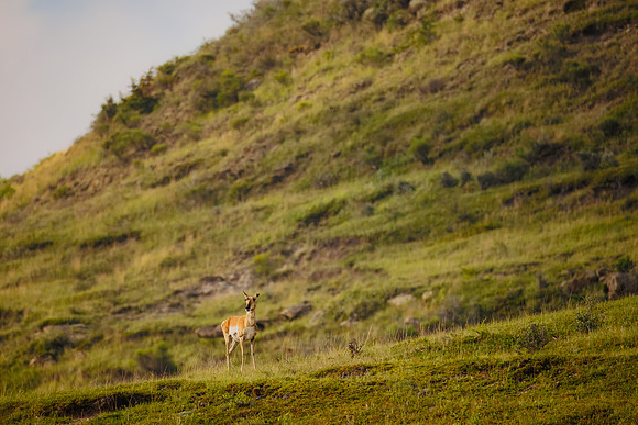 Pronghorn of TRNP