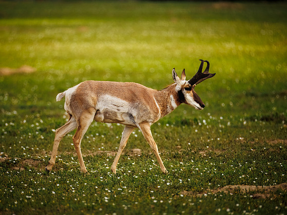 Pronghorn of TRNP
