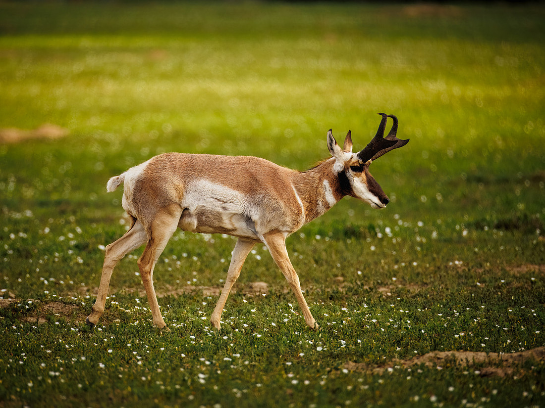 Pronghorn of TRNP