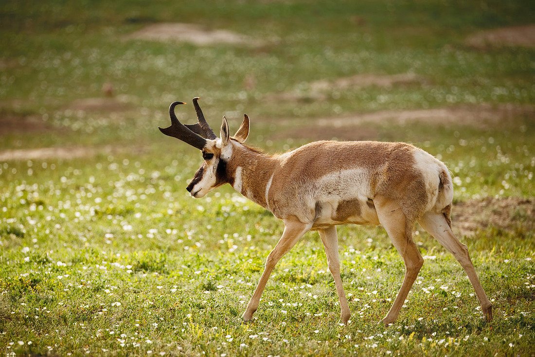 Pronghorn of TRNP