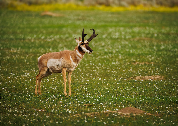Pronghorn of TRNP