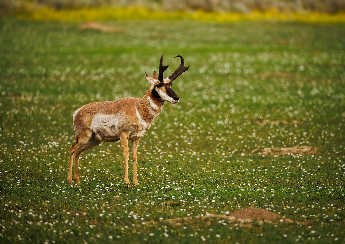 Pronghorn of TRNP