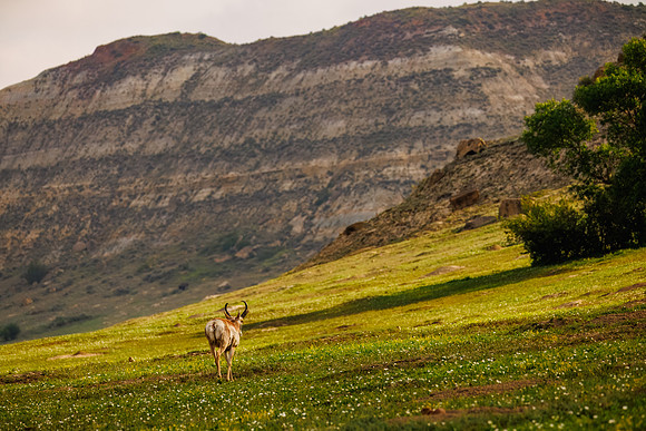 Pronghorn of TRNP