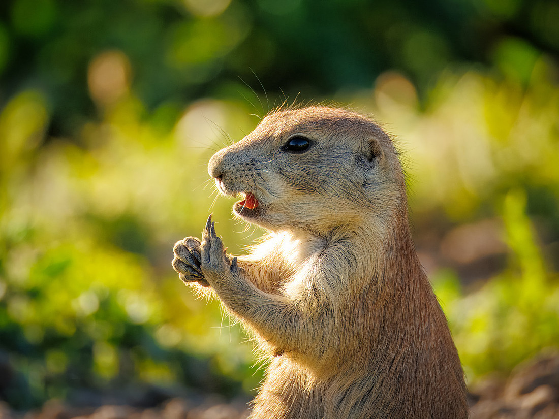 Protect Our National Parks