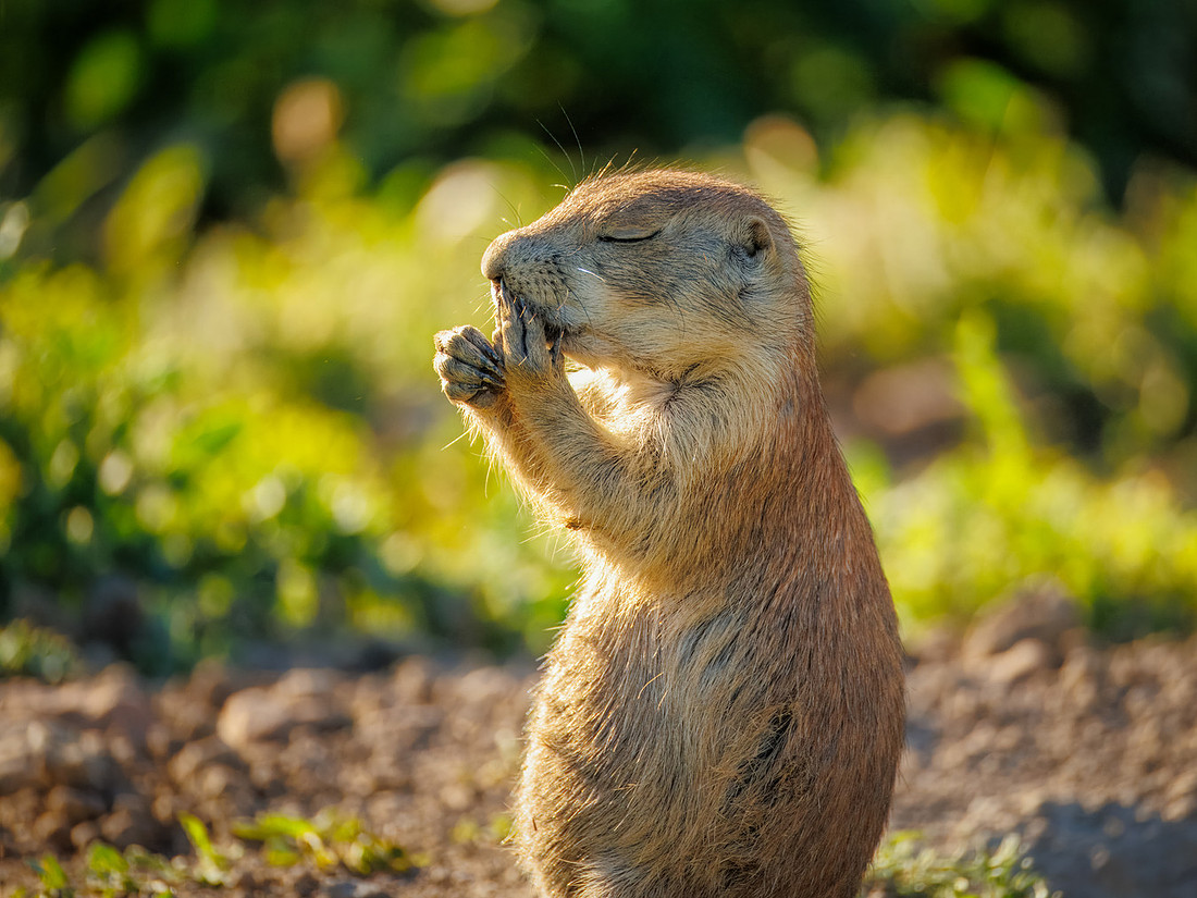 Protect Our National Parks