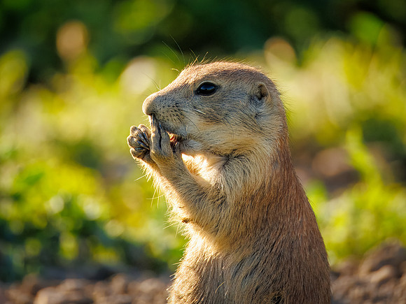 Protect Our National Parks