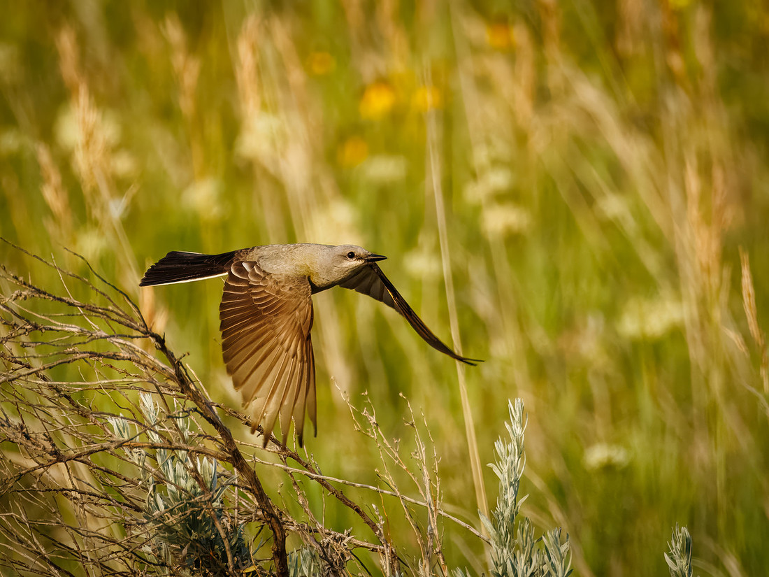 Western King Bird-2