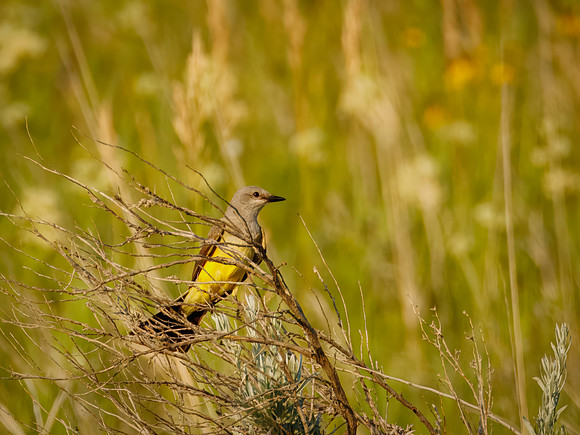 Western King Bird