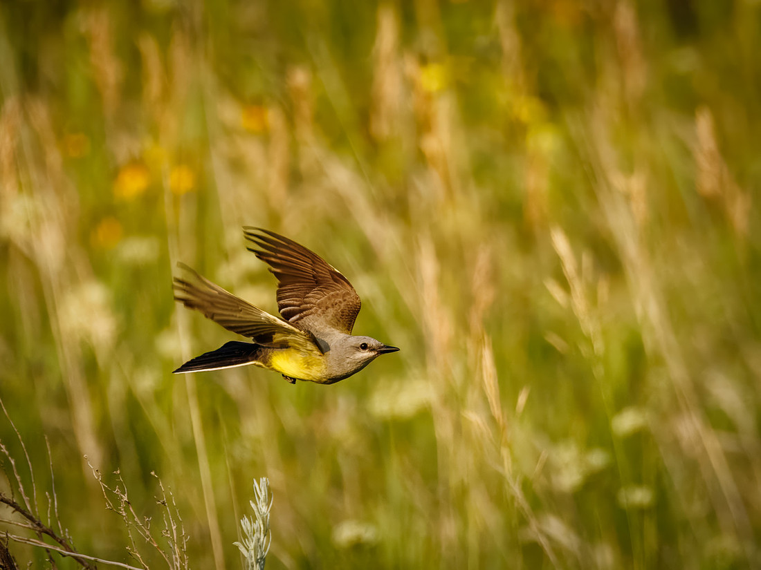Western King Bird