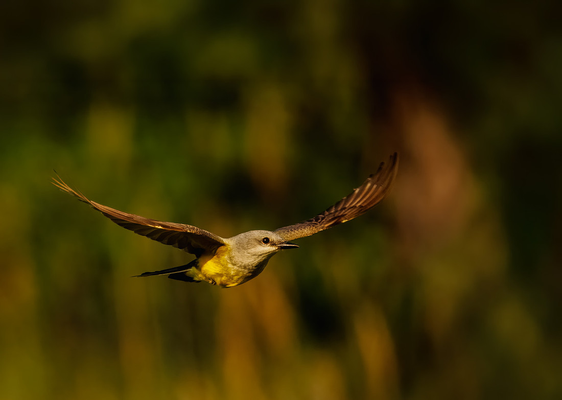 Western King Bird