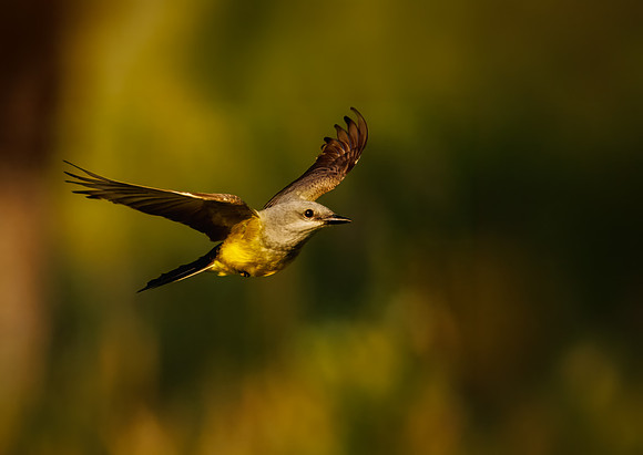 Western King Bird