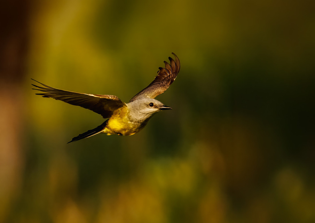 Western King Bird