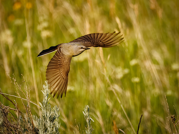 Western King Bird