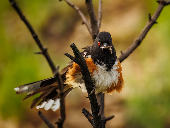 Spotted Towhee