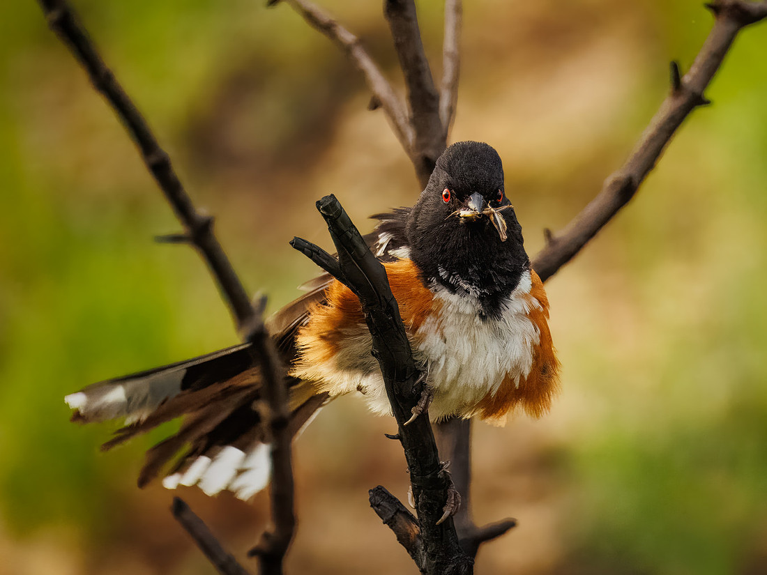 Spotted Towhee