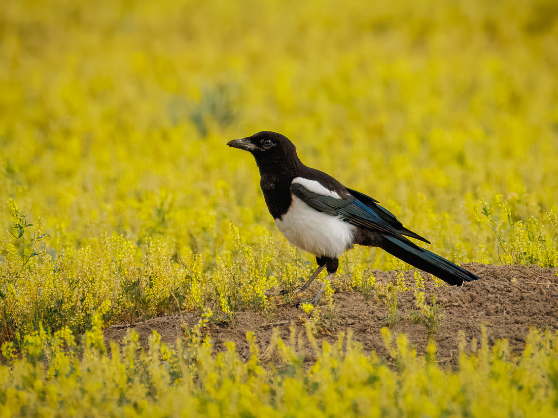 Black--billed Magpie