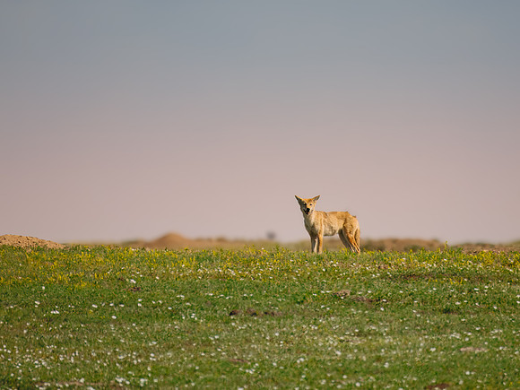 Coyote at TRNP