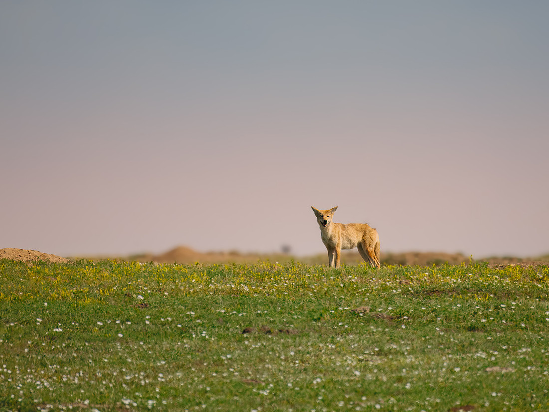 Coyote at TRNP