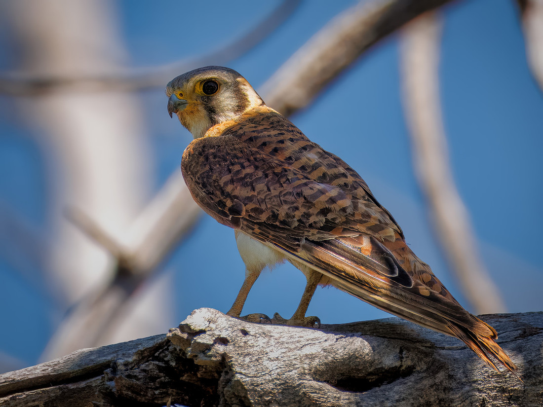 American Kestrel