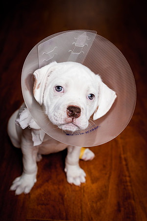 Cone of Shame