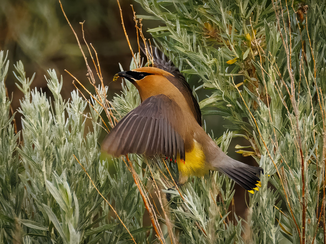 Cedar Waxwing with Breakfast