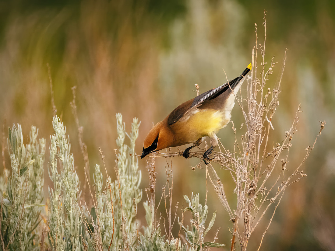 Cedar Waxwing at TRNP
